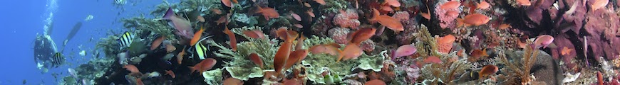 Sport Diver