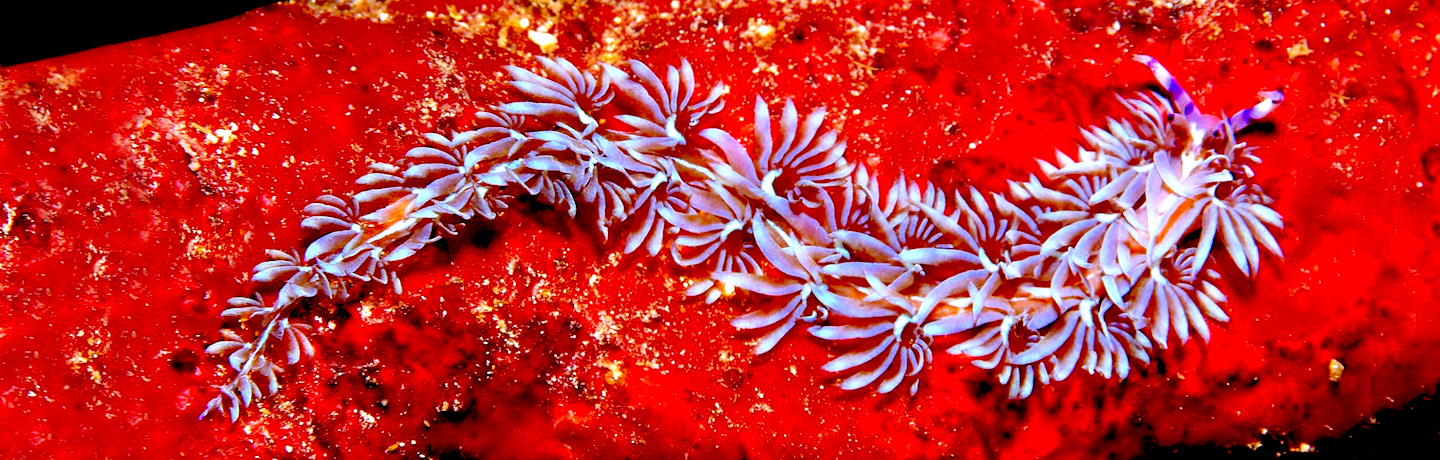 The Phinisi Charter vessel and liveaboard WAOW cruising, sailing and scuba diving in Indonesia KOMODO, Raja Ampat, Papua Barat , Cenderawasih, Moluccas, Seram sea, Halmahera, Manado, Lembeh Strait and Ambon Cenderawasih. Dragon Nudi branch.