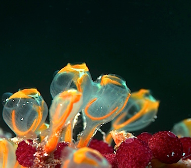 NEW WAOW Itinerary Sangihe Islands Sulawesi Celeb sea,  Bitung, Manado, Lembeh strait, Bunaken, Bangga