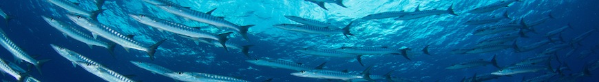Sport Diver