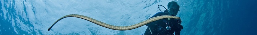 Sport Diver