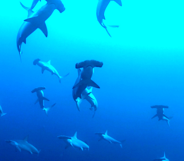 Tauchen Sie die BANDA Sea in Indonesia, Korallen Dreieck, Begegnungen mit Hammer Haien, mehr pelagischen Fischen,  wie Jack-Fisch Schulen, Barrakudas, Kobra Seeschlangen und vieles mehr. Mit dem ultimativen Tauchsafarischiff Liveaboard MSY WAOW - Pinisi