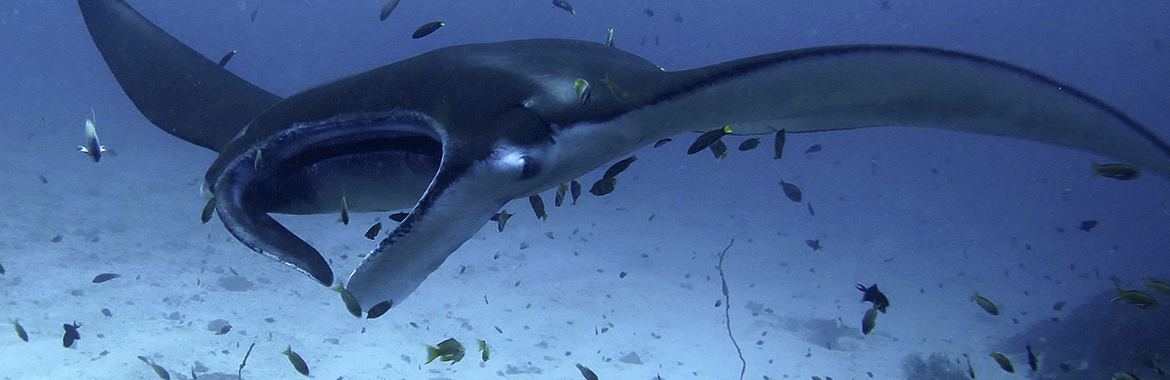 Manta ray in Komodo - Manta Alley - Diving in Indonesia with liveaboard WAOW