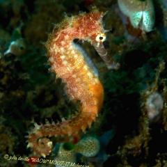 WAOW, bateau de croisière plongée luxe, navigue en Indonésie Raja Ampat, Moluques, Ambon, Papouasie, BandaNeira, Célèbes, Bay de Triton, Kaimana . Plonger Ambon bay muck dive, Seahorse - Hypocampe