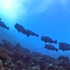 Pinisi Charter vessel and luxury liveaboard WAOW cruising, sailing and scuba diving in Indonesia Raja Ampat, Papua Barat, Moluccas, Seram sea,Triton Bay, Kaimana and Ambon. scuba diving Koon islands