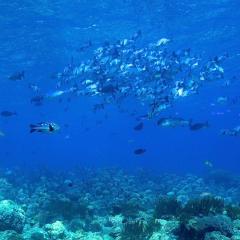 Pinisi Charter vessel and luxury liveaboard WAOW cruising, sailing and scuba diving in Indonesia Raja Ampat, Papua Barat, Moluccas, Seram sea,Triton Bay, Kaimana and Ambon. scubadiving Koon island