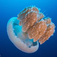 jelly fish -  - photo taken during a scuba diving cruise onboard liveaboard WAOW in Indonesia Forgotten Islands