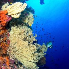 Wall diving - photo taken during a scuba diving cruise onboard liveaboard WAOW in Indonesia