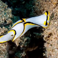 slug - photo taken during a scuba diving cruise onboard liveaboard WAOW in Indonesia