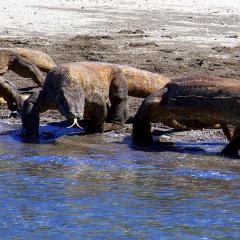 KOMODO dragons. Cruising for scuba diving in KOMODO Indonesia with liveaboard MSY WAOW
