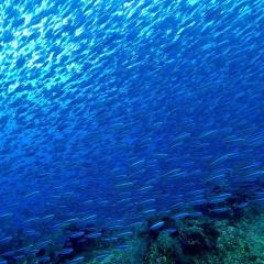 Schooling fish. Cruising for scuba diving in KOMODO Indonesia with liveaboard MSY WAOW