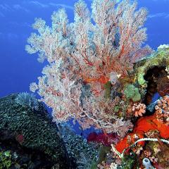 Gorgon & corals. Cruising for scuba diving in KOMODO Indonesia with liveaboard MSY WAOW