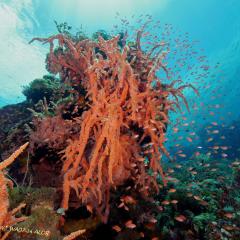 WAOW liveaboard für Tauchsafari - segelt und kreuzt in Indonesien ALOR paradis des Unterwasserfotografen, macro Foto, Critters, Korallen und Riffe - 