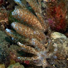 WAOW liveaboard für Tauchsafari - segelt und kreuzt in Indonesien ALOR paradis des Unterwasserfotografen, macro Foto, Critters, Korallen und Riffe - nudibranche