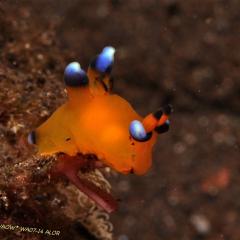 WAOW liveaboard et bateau de croisière plongée, plonger Indonesie Ile d’ALOR paradis du photograph sous-marin pour macro photo Creatures rares, corail et récifs - nui Pokemon 