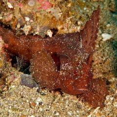 WAOW liveaboard cruising and sailing for scuba diving in Indonesia ALOR - Muck diving Macrophotography Critters and reefs - parrot leavefish