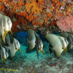 WAOW liveaboard sailing for diving in Indonesia, Papua Barat Raja ampat, the 4 Kings, Misool, Penemu, Wayag, Dampier Strait, cape Kri,  Raja Ampat 
