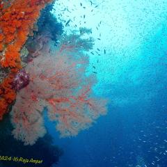 WAOW liveaboard sailing for diving in Indonesia, Papua Barat Raja ampat, the 4 Kings, Misool, Penemu, Wayag, Dampier Strait, cape Kri,  Raja Ampat 