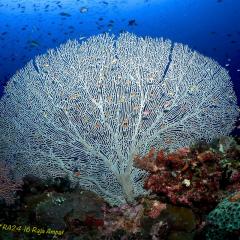 WAOW liveaboard sailing for diving in Indonesia, Papua Barat Raja ampat, the 4 Kings, Misool, Penemu, Wayag, Dampier Strait, cape Kri,  Raja Ampat 