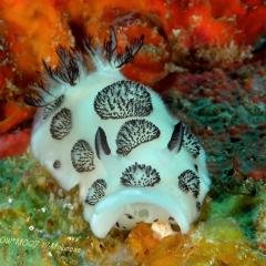 WAOW Liveaboard scuba diving Moluccas Halmahera  Nudi branch