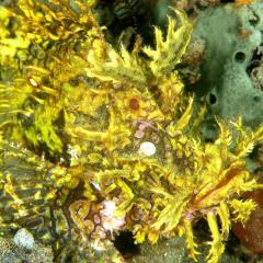 WAOW Liveaboard scuba diving Moluccas Halmahera  Ambon  rhinopias scorpionfish