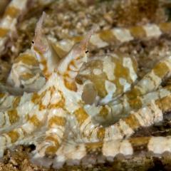 Wonderpus - photo taken during a scuba diving cruise onboard liveaboard WAOW in Indonesia Forgotten Islands