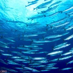 school of baracudas  - photo taken during a scuba diving cruise onboard liveaboard WAOW in Indonesia Forgotten Islands