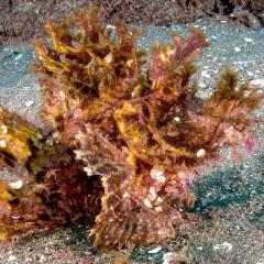 Rhinopia - photo taken during a scuba diving cruise onboard liveaboard WAOW in Indonesia