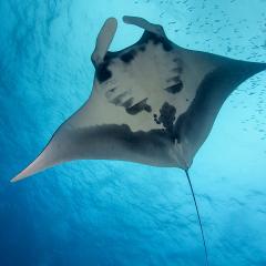 WAOW liveaboard sailing for diving in Indonesia, Papua Barat Raja ampat, the 4 Kings, Misool, Penemu, Wayag, Dampier Strait, cape Kri,  Raja Ampat 