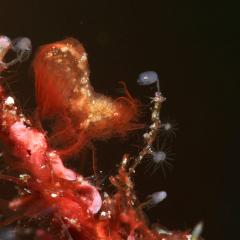 WAOW liveaboard cruising and sailing for scuba diving in Indonesia ALOR - Muck diving Macrophotography Critters and reefs - hairy shrimp